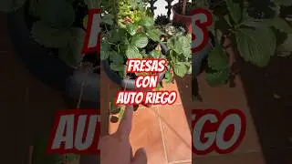 Cultivar #FRESAS con auto riego