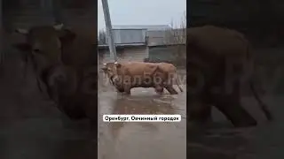 🔻Оренбург, Овчинный городок 