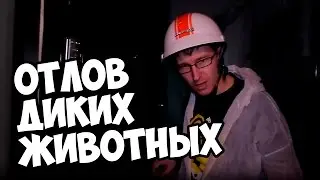Отлов диких животных