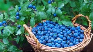 THORNS - Natural protection of the body | Liqueur made of thorn to make you BUZZ WITH HEALTH