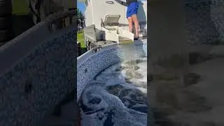 Приплыл белый амур!