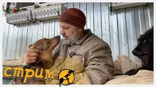 Стрим в приюте Хвостатое счастье от 15/07/2022