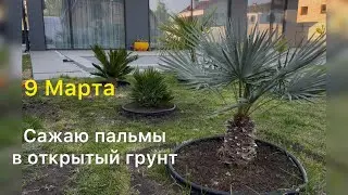 Сажаю новые пальмы, 9 Марта 2025