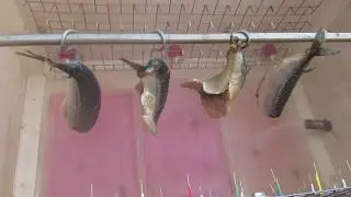 Скумбрия в коптилке