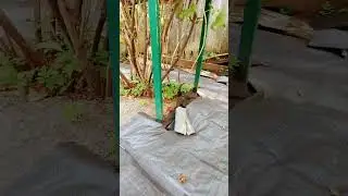 наводим порядок и чистоту вокруг кустов смородины.