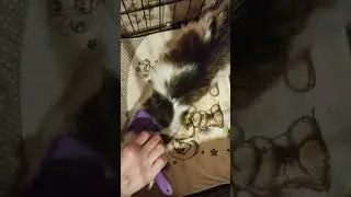 Тишка любит почесушки