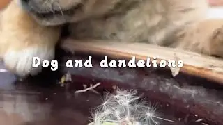 Dog and dandelion #cutepet #dog