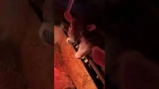 Любопытный молодняк