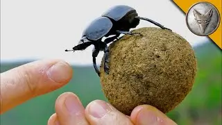 ЛЮБИТЕЛЬ КАКАШЕК (Жук - навозник) Койот Питерсон на русском