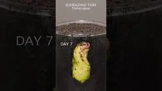 Growing Mango Tree from seed #plants #timelapse #mango