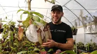Redleaf Exotics: Exotica Plants Import!