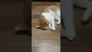 Кот балдеет,тащиться🤣❤