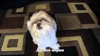 (Перевод) TRAPPED in MY DOG'S COMMERCIAL: Ting