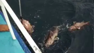 Три Группера Голиафа на одной удочке - amazing fishing Thailand