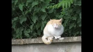LPS Summertime Vlog: London Fawning over a cat for over 4 minutes