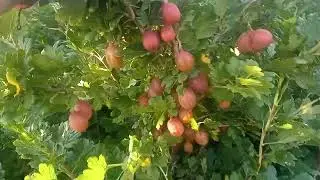 сорт крыжовника Варшавский розовый