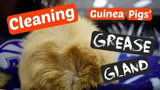 Cleaning Guinea Pigs' Grease Gland