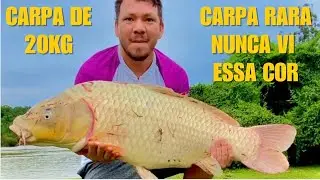 CARPA GIGANTE E RARA! Pegamos um Monstro colorido no Rio Itajaí  
