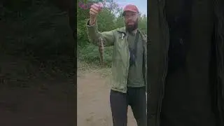 Окунь на nimble 1.2" #fishing #приманки #рыбалка #микроджиг  #nimble #рачок