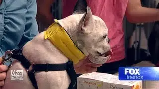 YAPPY TREATS CART™ ON FOX NEWS 
