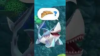 Hungry Shark | Quaso!