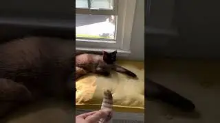 I gave my indoor cat an outdoor feather