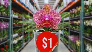 How to save money on orchids and not regret it 💰 5 ways to buy orchids cheaply