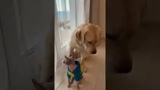 Вот это взгляд 😰 