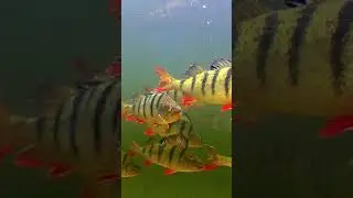 This fish is awesome. Perch in crystal clear water. #shorts #fishing #new #рыбалка