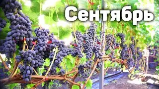План работ на винограднике в сентябре 2024 🍇