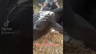 Yakında #hayvancılık #büyükbaş #animals