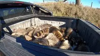First check on my Iowa raccoon line!