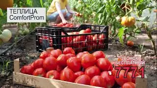 Теплица ComfortProm. Цельные Дуги 40*20. 550 руб. Рассрочка в Дачном Дискаунтере