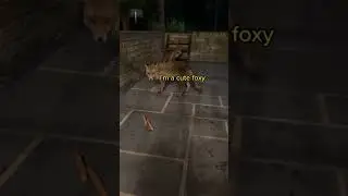 steal your food #shorts #foxfamily #fox #pets