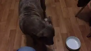 Когда хочется кашки, а папа пришел позже, чем обычно :)