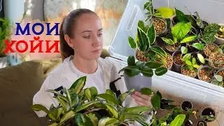 My Hoyas | Plant Review 2024