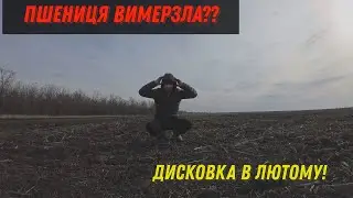 Шок! Пшениця ВИМЕРЗЛА? Дисковка в лютому трактором МТЗ - 82!