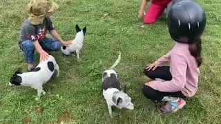 Dogs