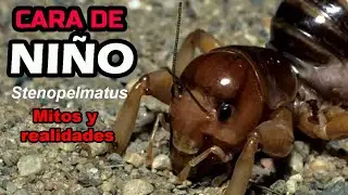 CARA DE NIÑO (Stenopelmatus) MITOS Y REALIDADES