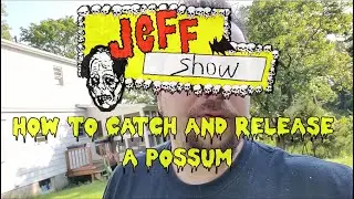 How to Catch and Release a Possum