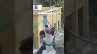 Window Licker 🤣