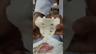 scrum bone