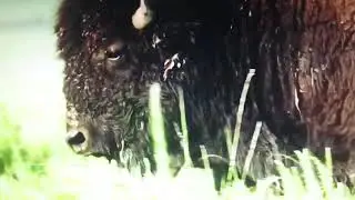 The American Buffalo