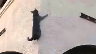 Кот лезет по отвесной стене!!!