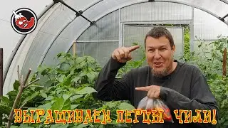Перцы августа назревают