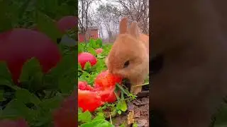 Pico pocky animals