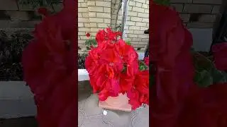 ЧТО ЭТО, ГЕРАНЬ??? КРАСИВЫЕ ЦВЕТЫ*Geranium🌸Geranium