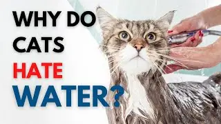 Why Do Cats Hate Water?