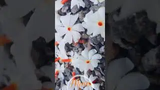 Manjakiliyude Whatsapp Status Video