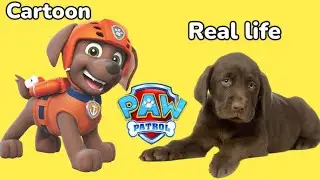 Paw Patrol Characters In Real Life❗️